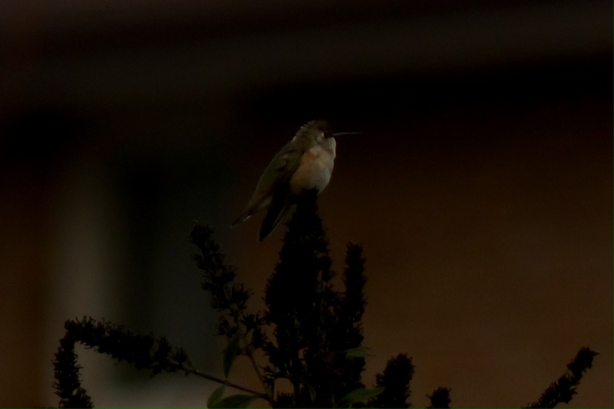 Rufous Hummingbird - ML645810064