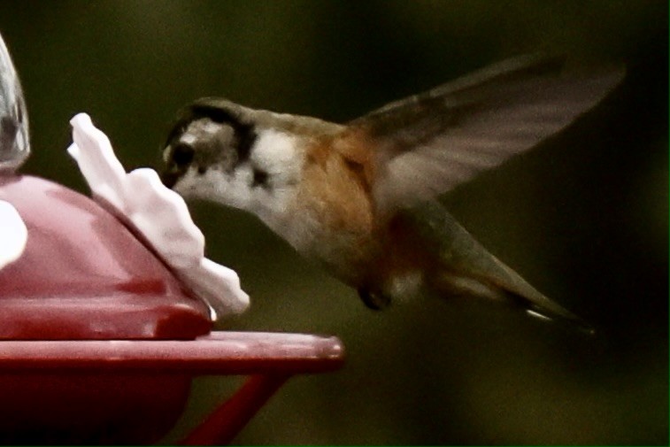 Rufous Hummingbird - ML645810066