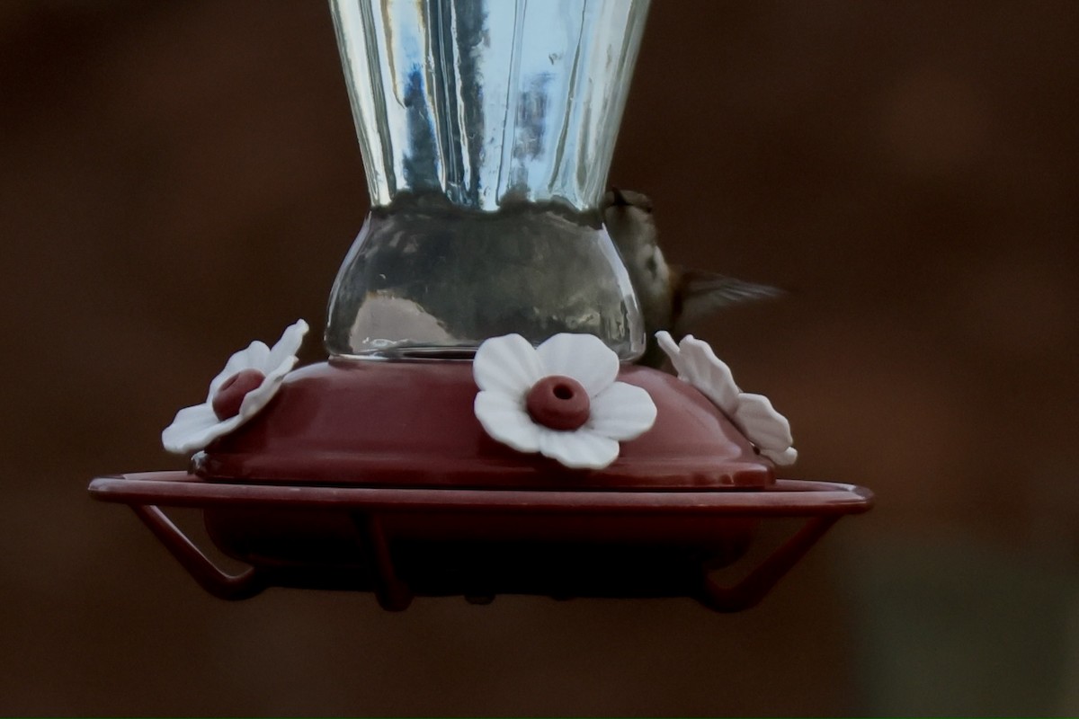 Rufous Hummingbird - ML645810067