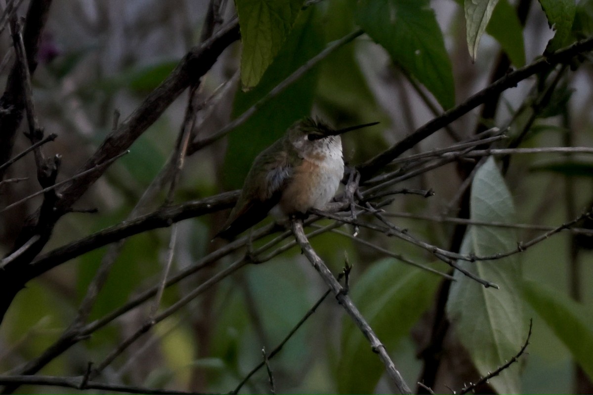 Rufous Hummingbird - ML645810068
