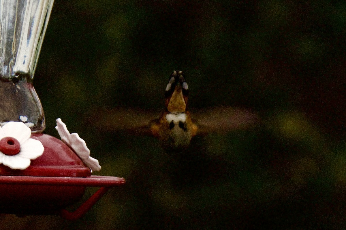 Rufous Hummingbird - ML645810069