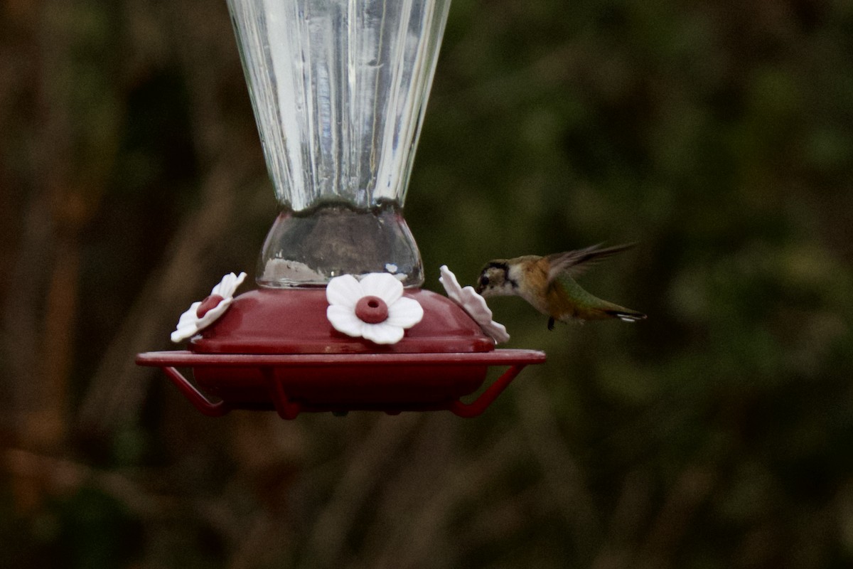 Rufous Hummingbird - ML645810070