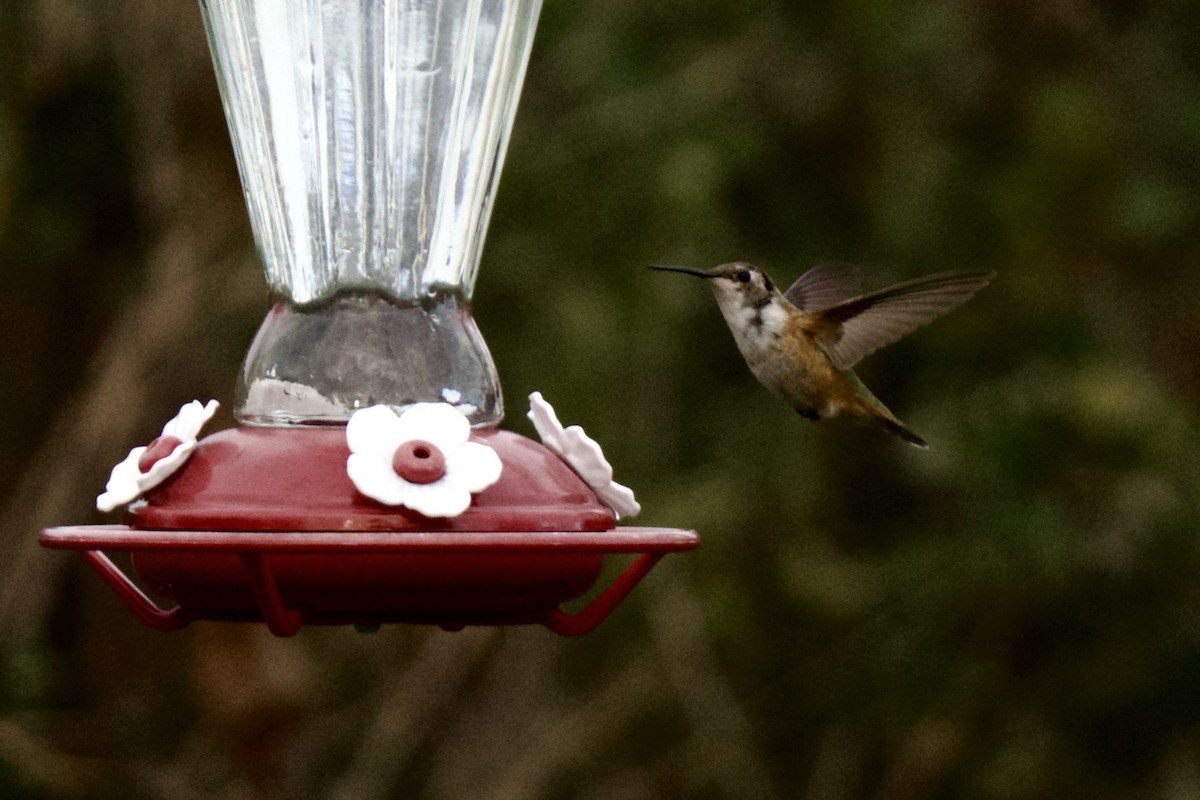 Rufous Hummingbird - ML645810071