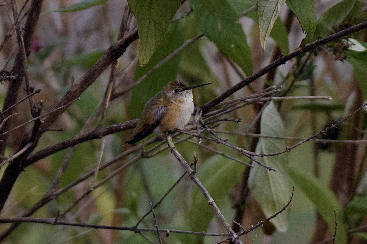 Rufous Hummingbird - ML645810072