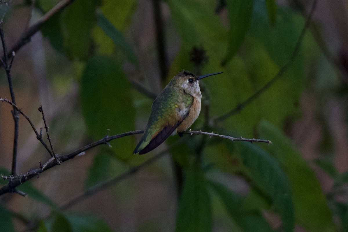 Rufous Hummingbird - ML645810073