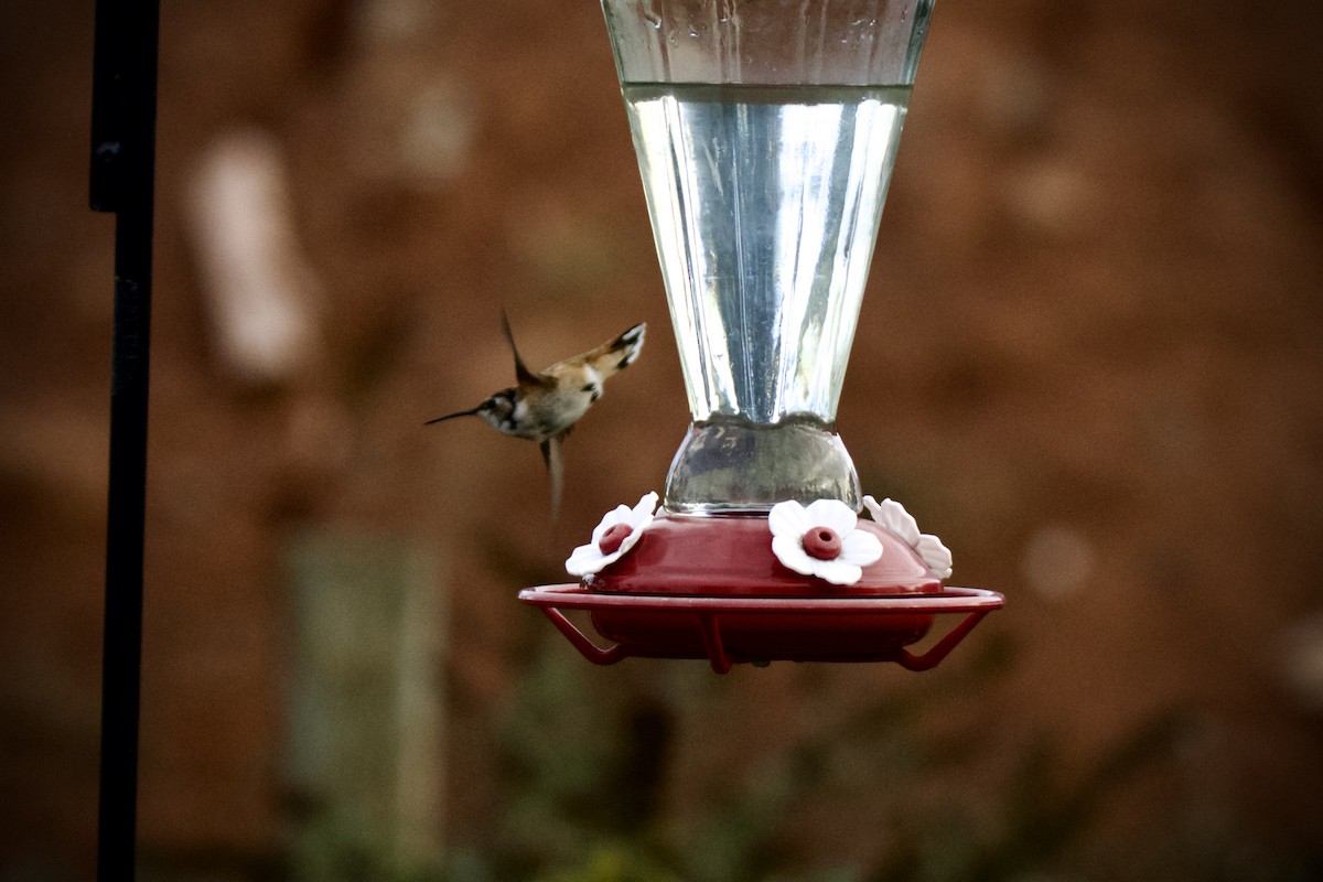 Rufous Hummingbird - ML645810075