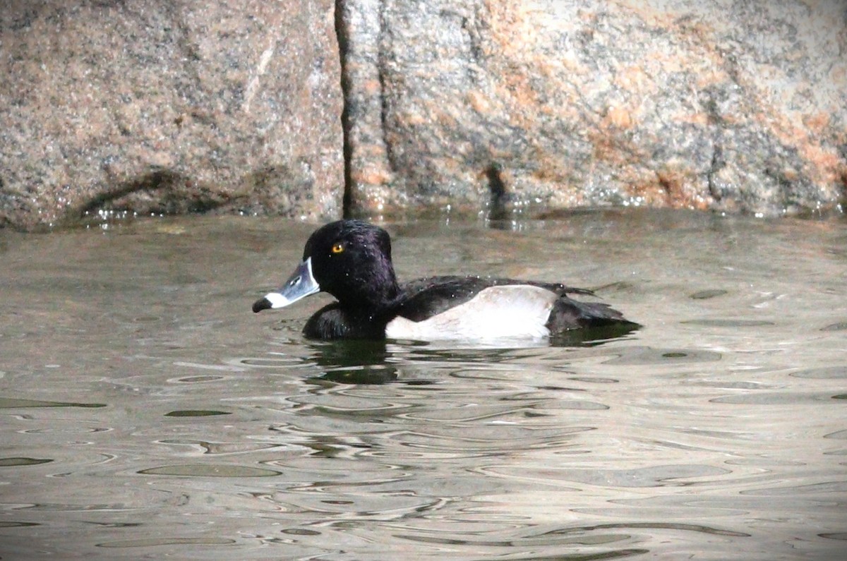 Ring-necked Duck - ML645810078