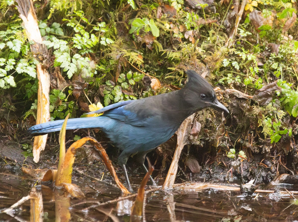 Steller's Jay - ML645810081