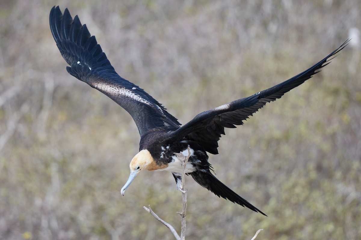 פריגט גדול - ML645810091
