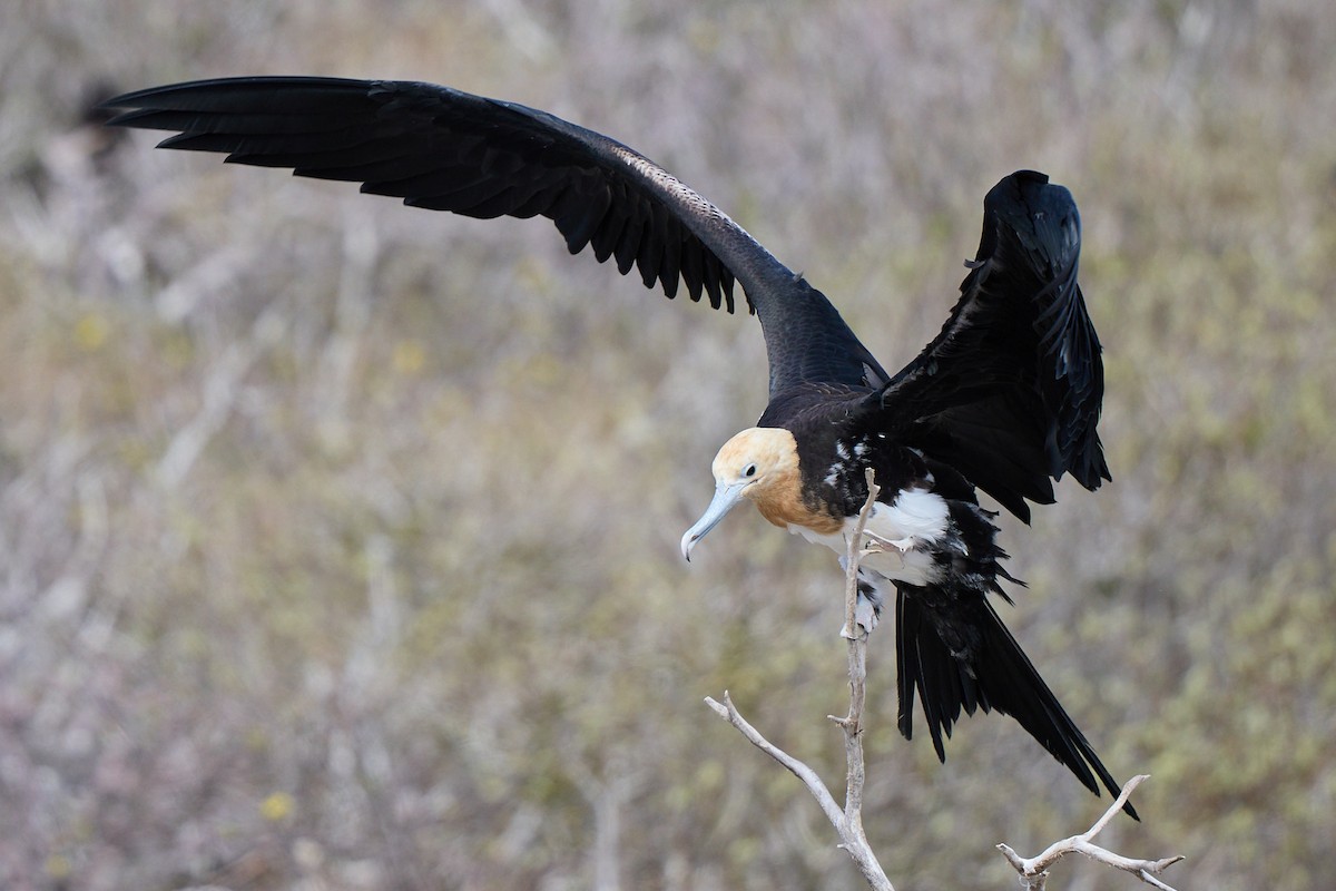 פריגט גדול - ML645810092