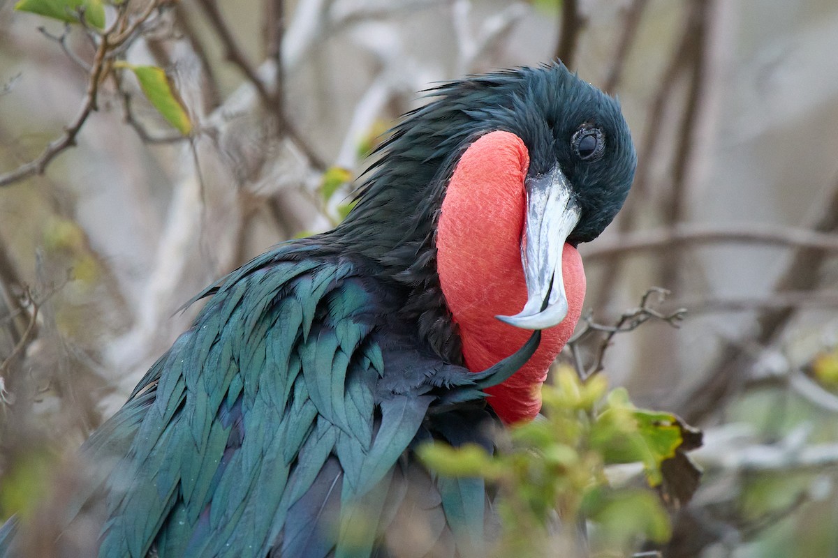 פריגט גדול - ML645810095