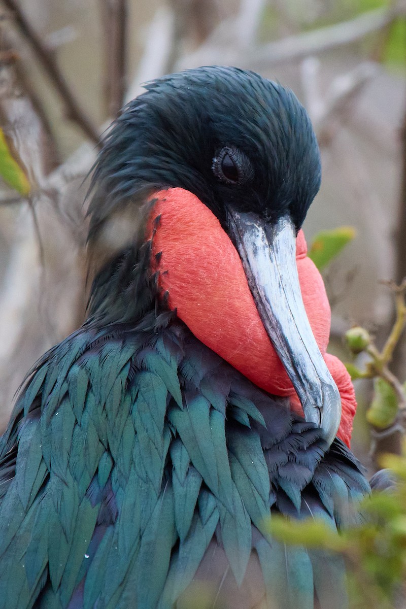 פריגט גדול - ML645810097