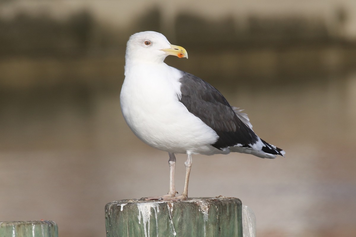 Great Black-backed Gull - ML645810102