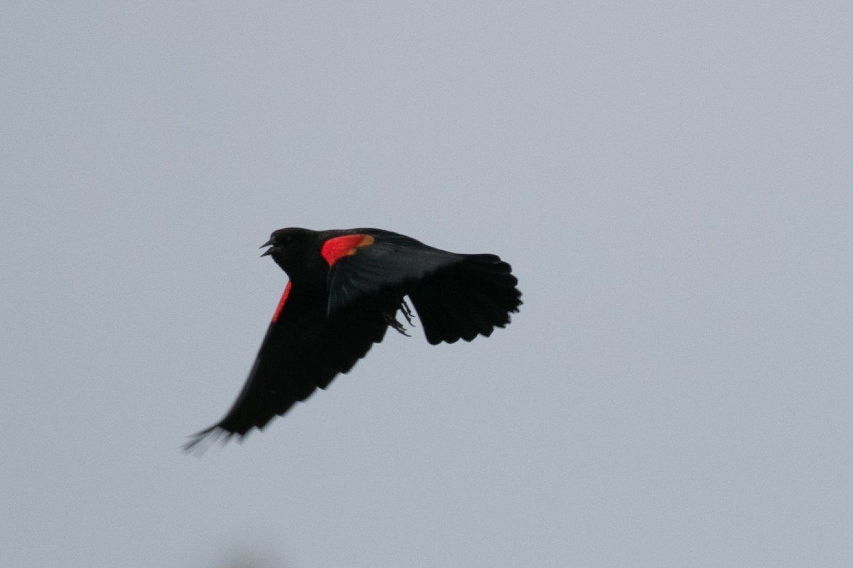 Red-winged Blackbird - ML645810104