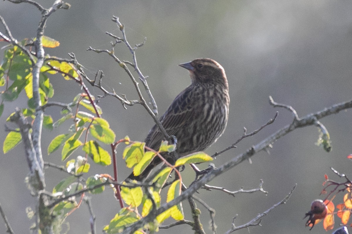 Red-winged Blackbird - ML645810106