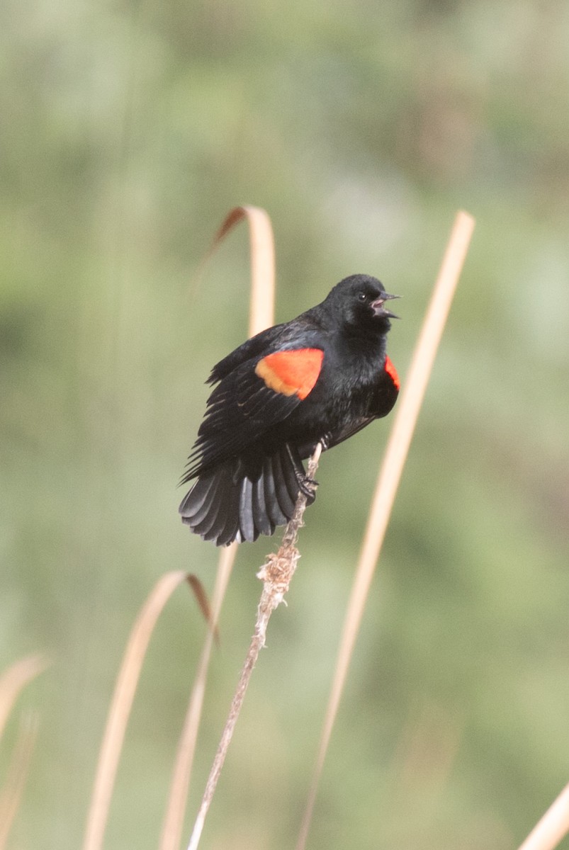 Red-winged Blackbird - ML645810107