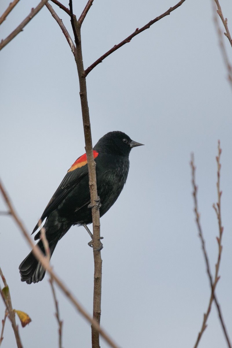 Red-winged Blackbird - ML645810108
