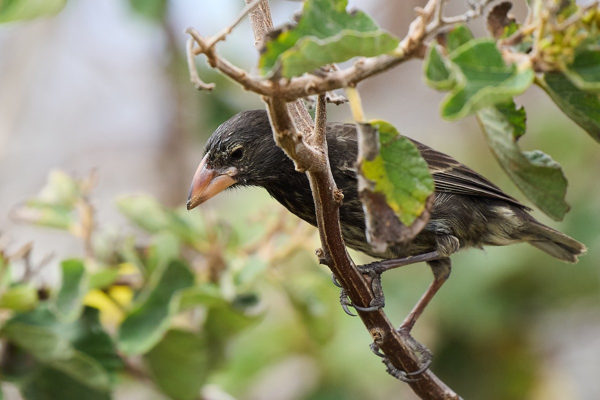 Genovesa Cactus-Finch - ML645810133