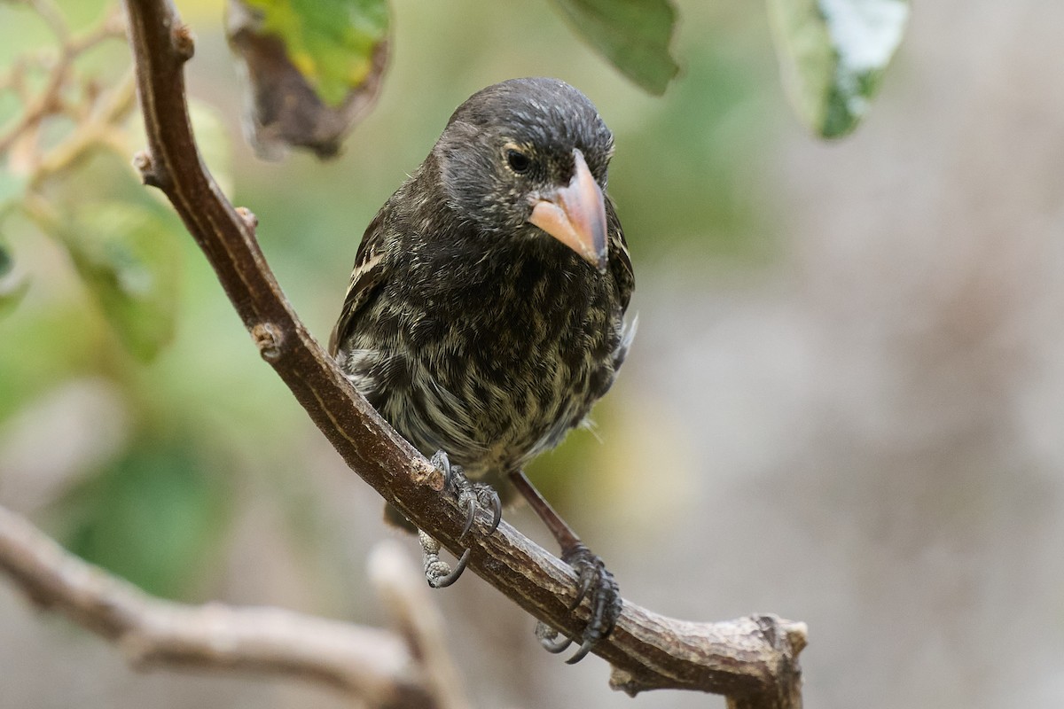 Genovesa Cactus-Finch - ML645810134