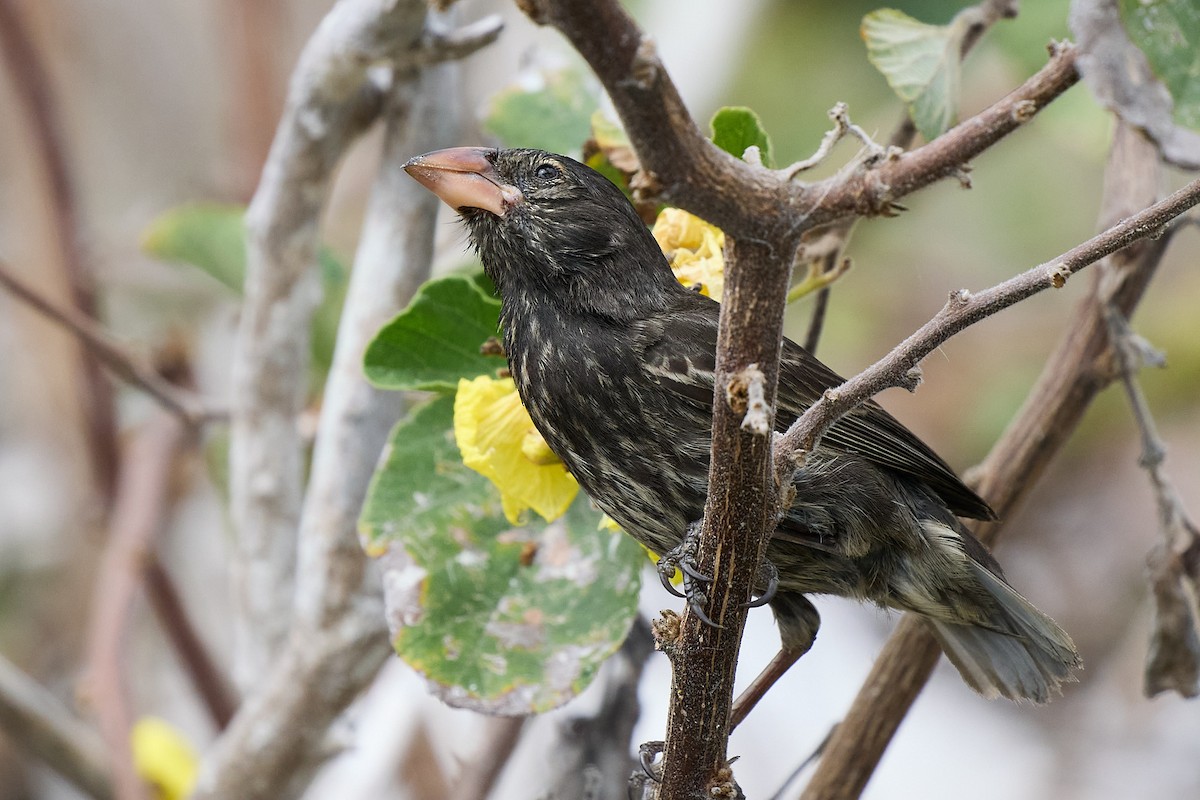 Genovesa Cactus-Finch - ML645810135