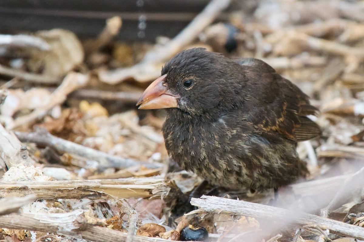 Genovesa Cactus-Finch - ML645810136