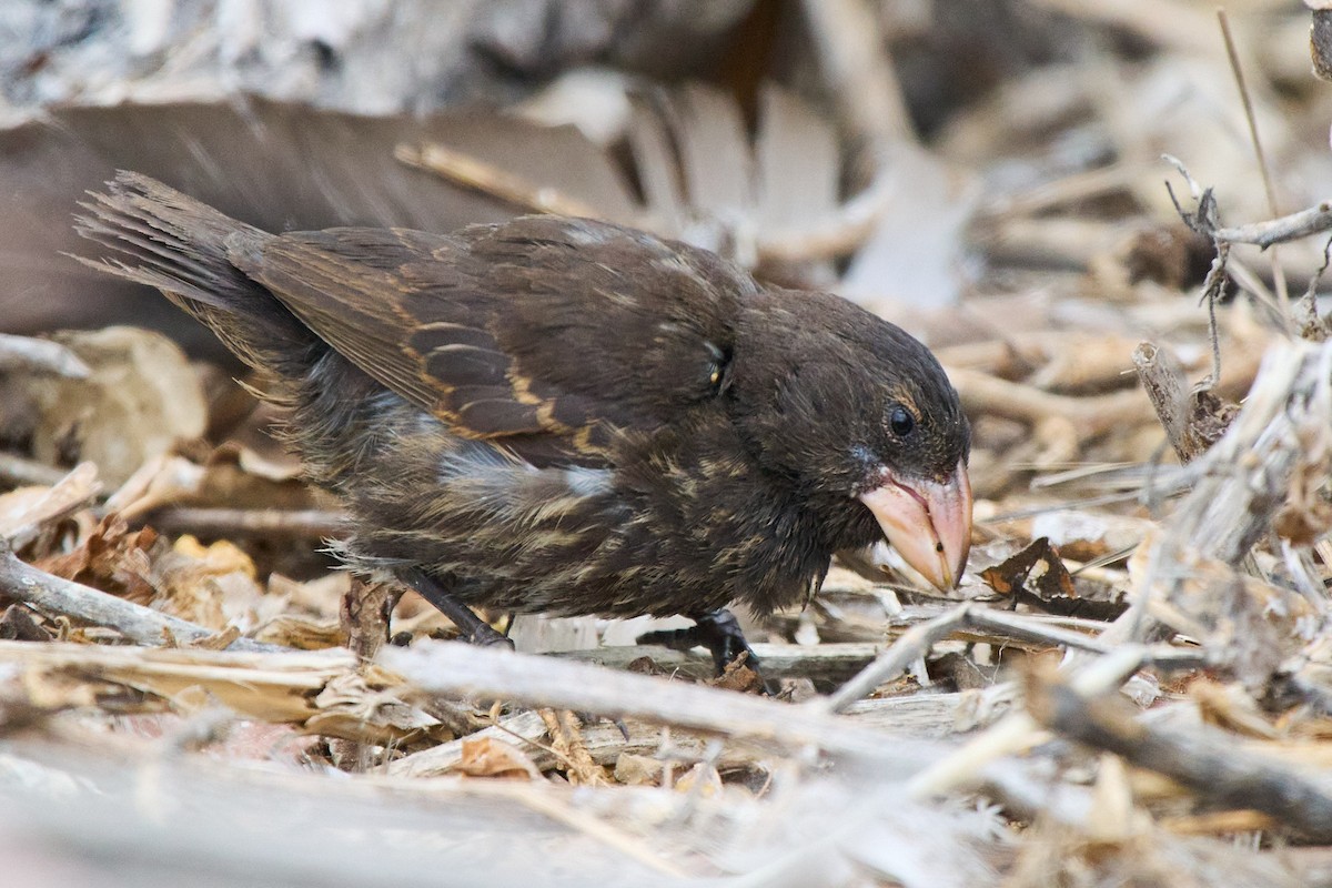Genovesa Cactus-Finch - ML645810137