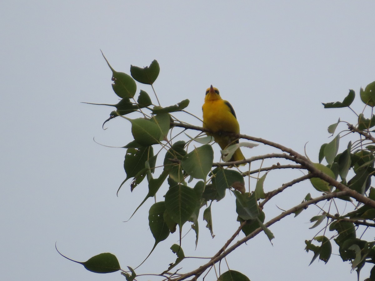 Indian Golden Oriole - ML645810138