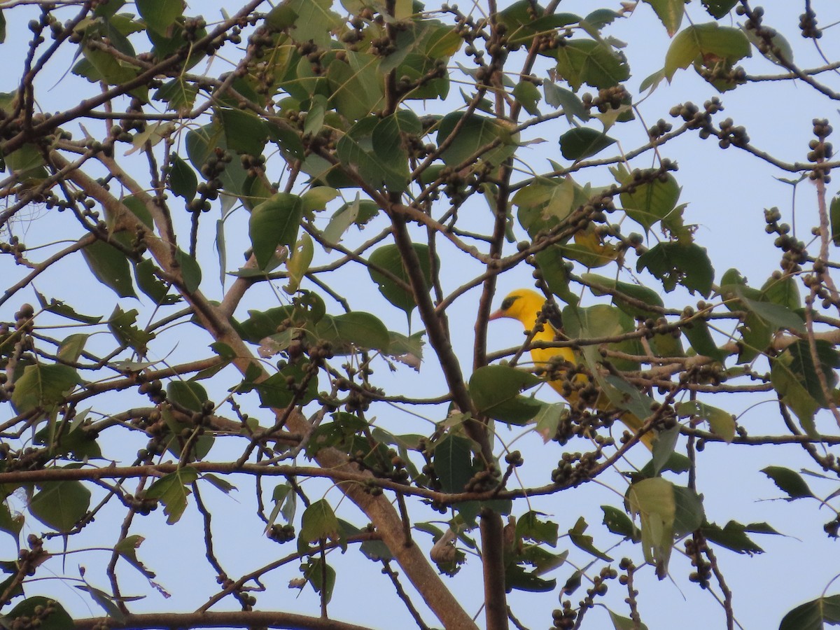 Indian Golden Oriole - ML645810139