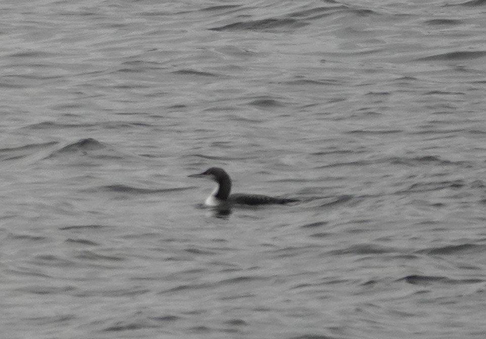 Pacific Loon - ML645810161