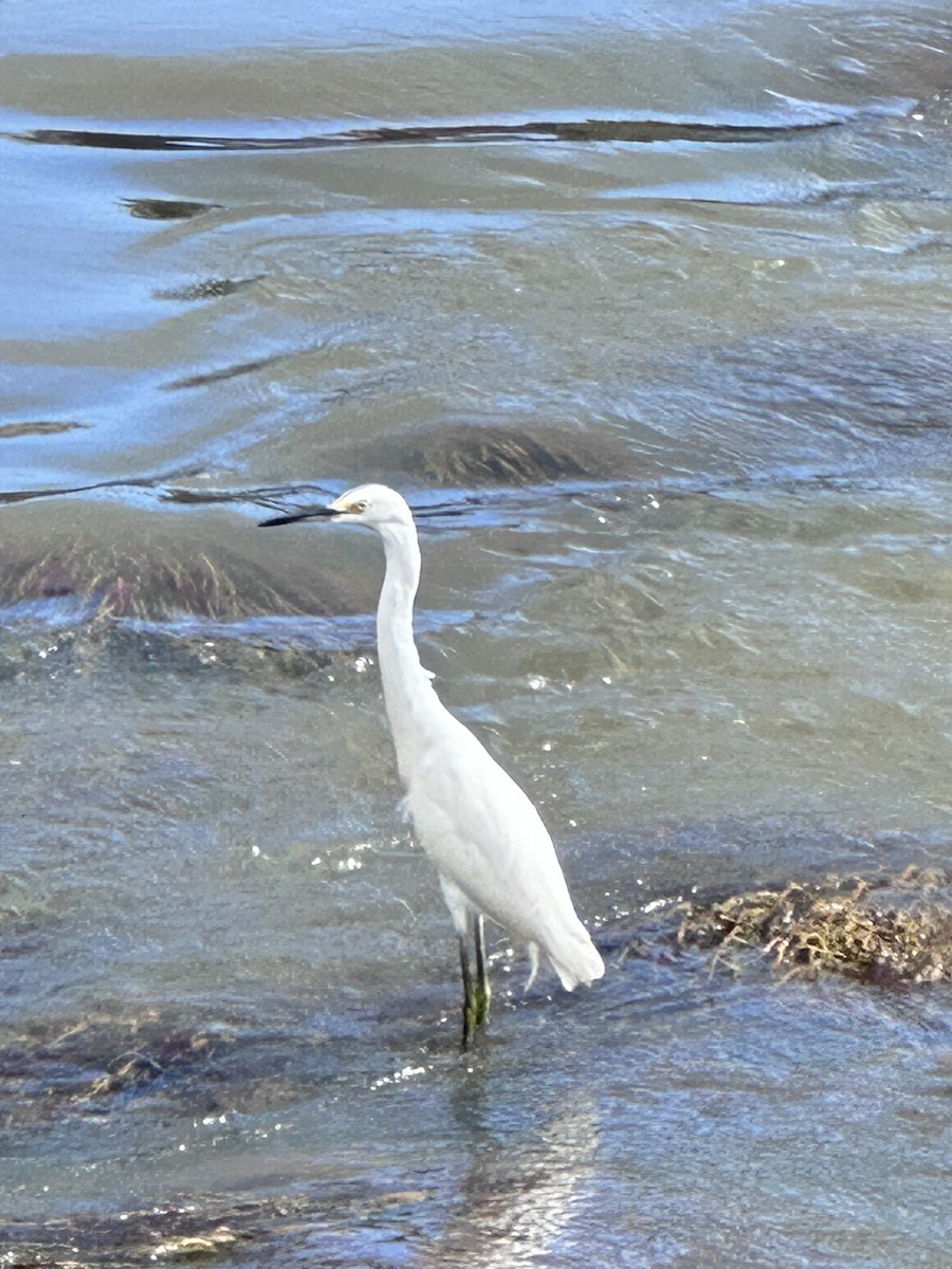 Snowy Egret - ML645810163