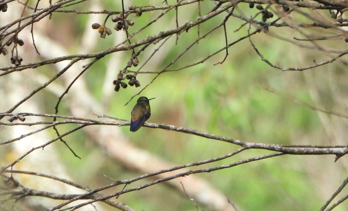 Copper-rumped Hummingbird - ML645810166