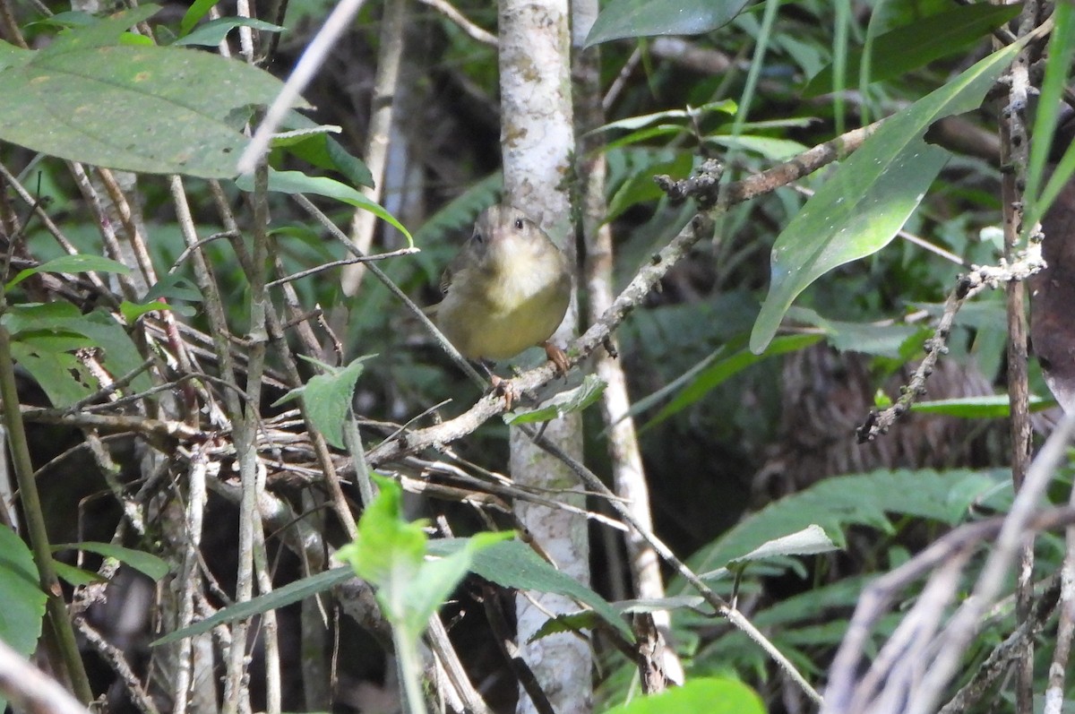Three-striped Warbler - ML645810183