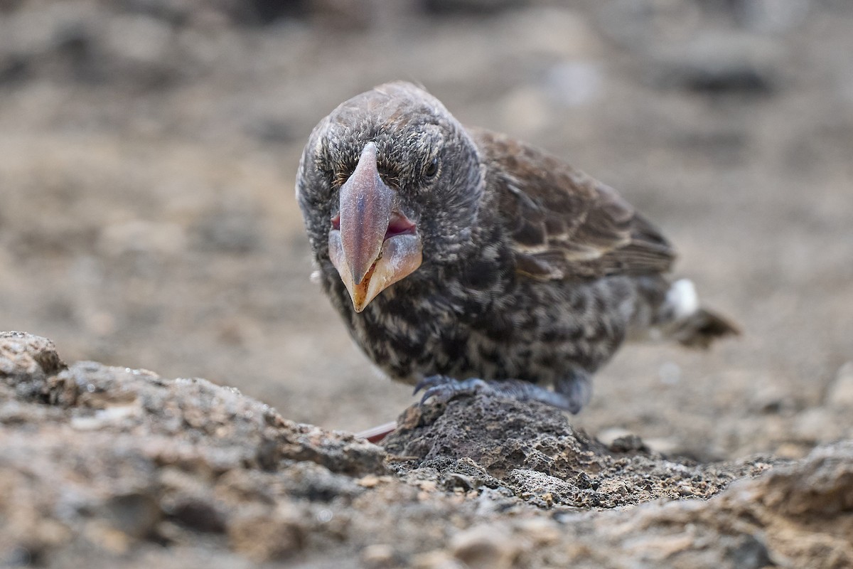 Large Ground-Finch - ML645810199