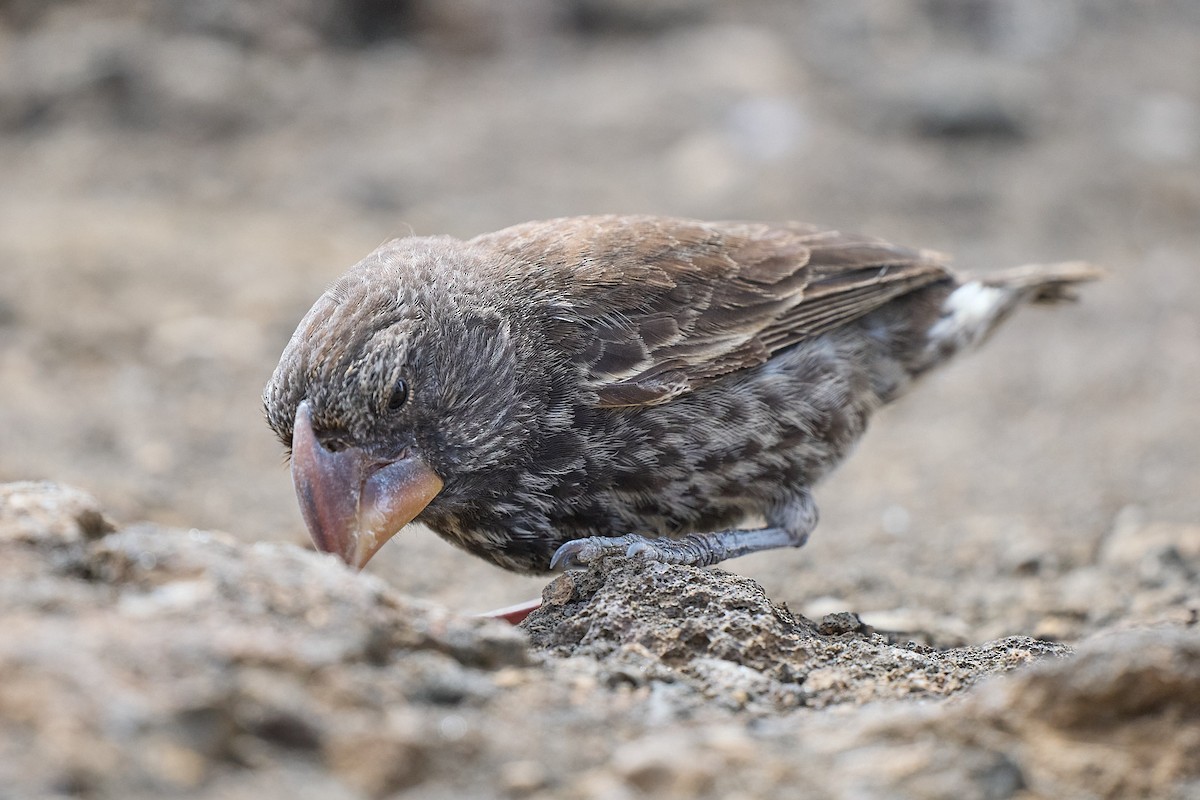 Large Ground-Finch - ML645810201
