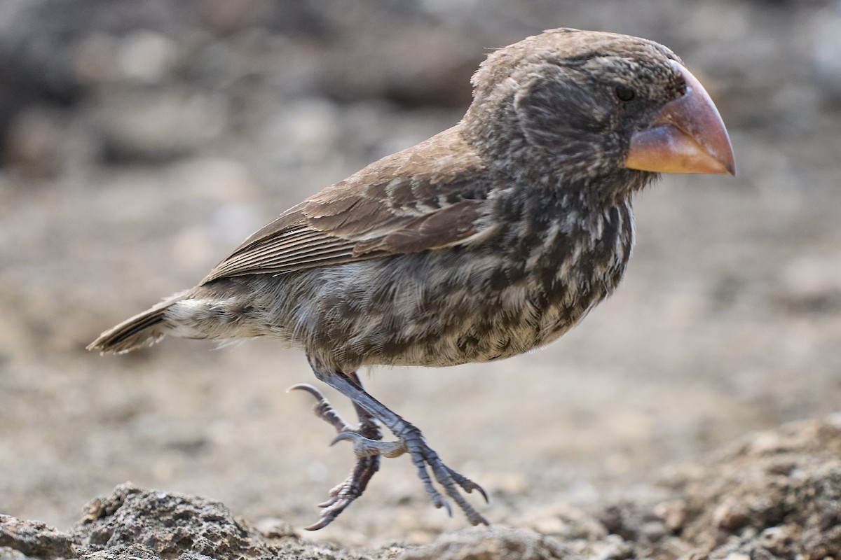 Large Ground-Finch - ML645810202