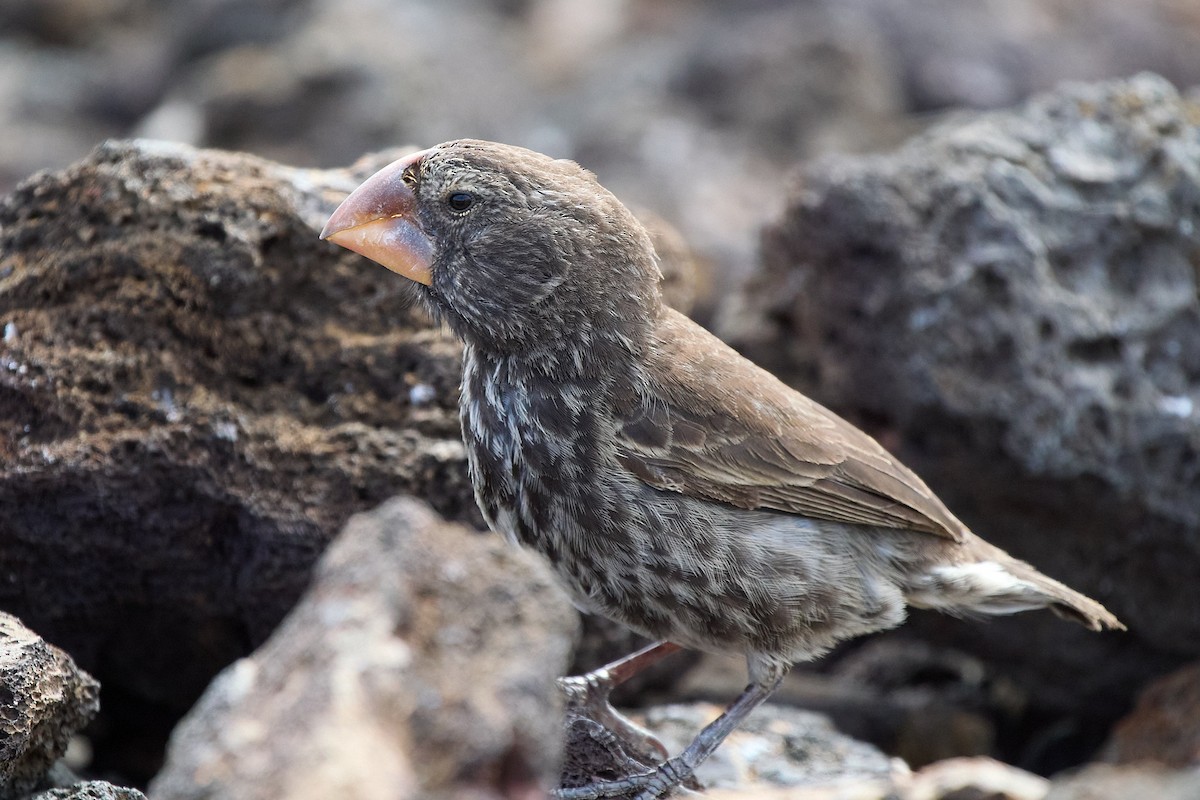 Large Ground-Finch - ML645810203