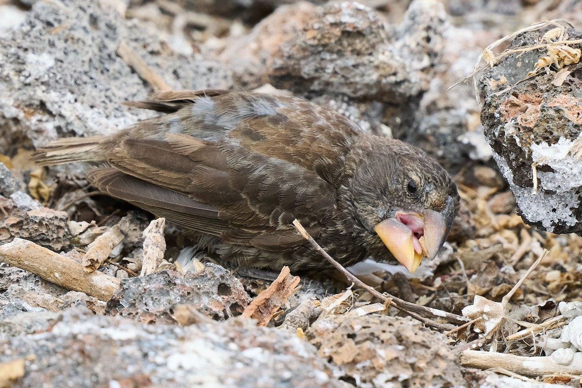 Large Ground-Finch - ML645810204
