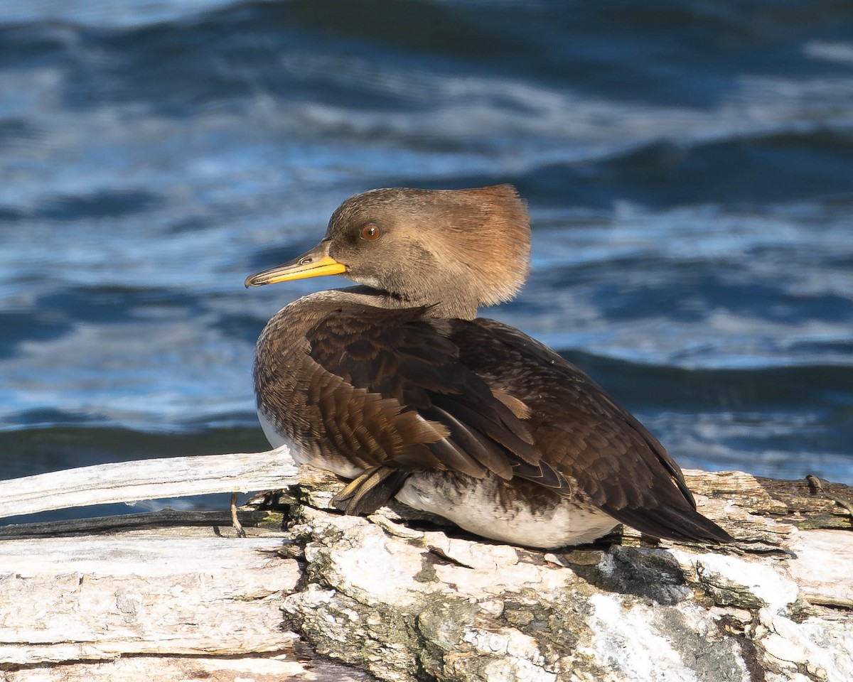 morčák chocholatý - ML645810205