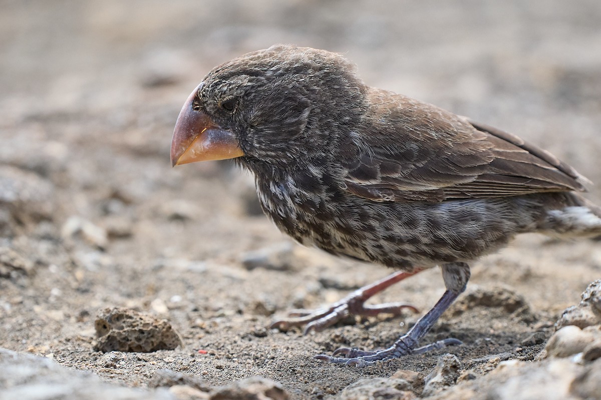 Large Ground-Finch - ML645810208
