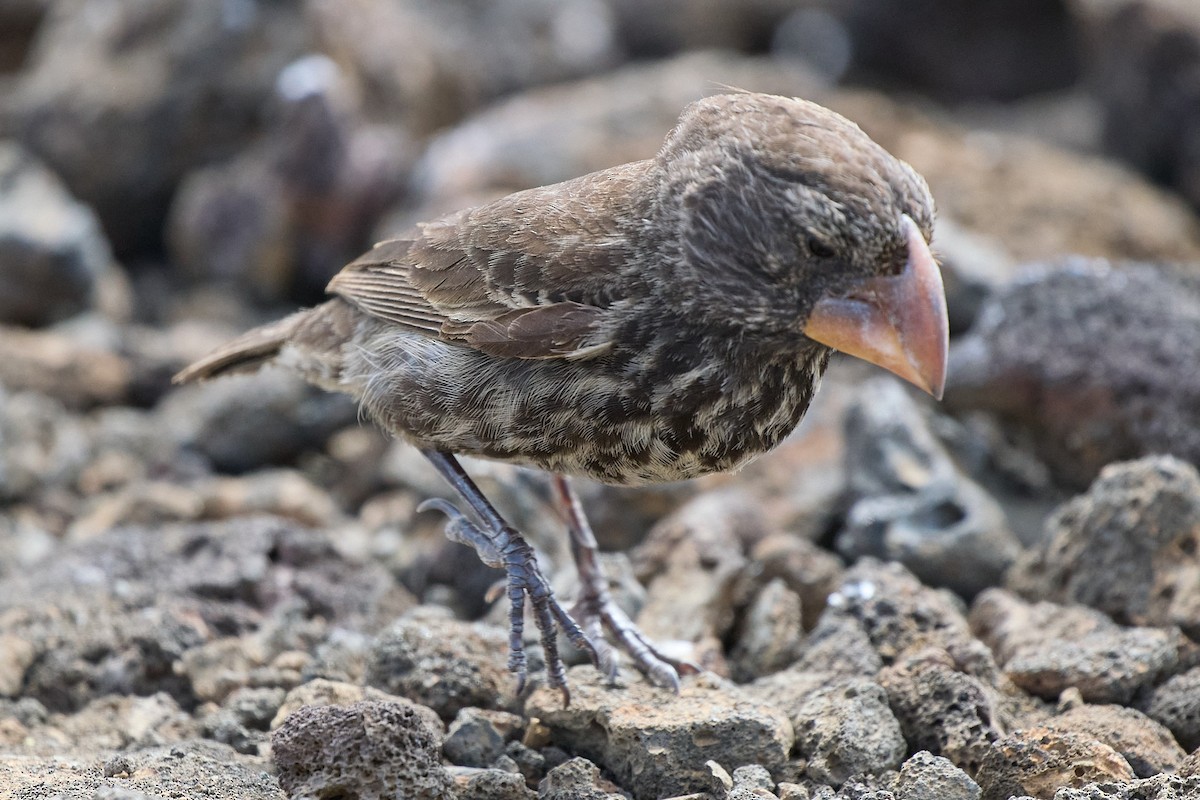 Large Ground-Finch - ML645810209