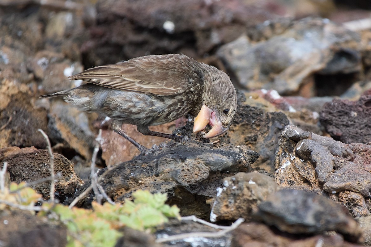 Large Ground-Finch - ML645810210