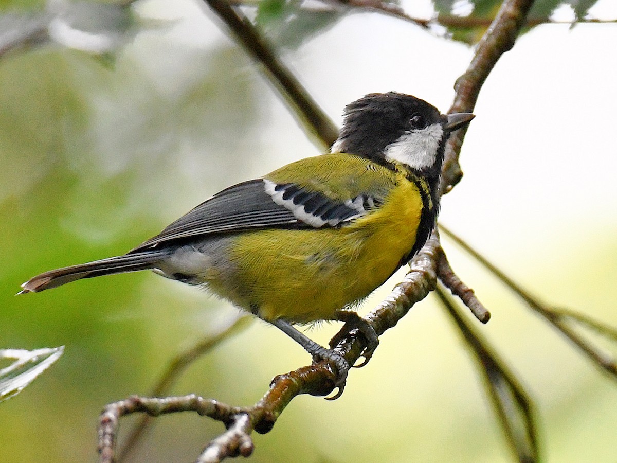 Bergkohlmeise - ML645810211