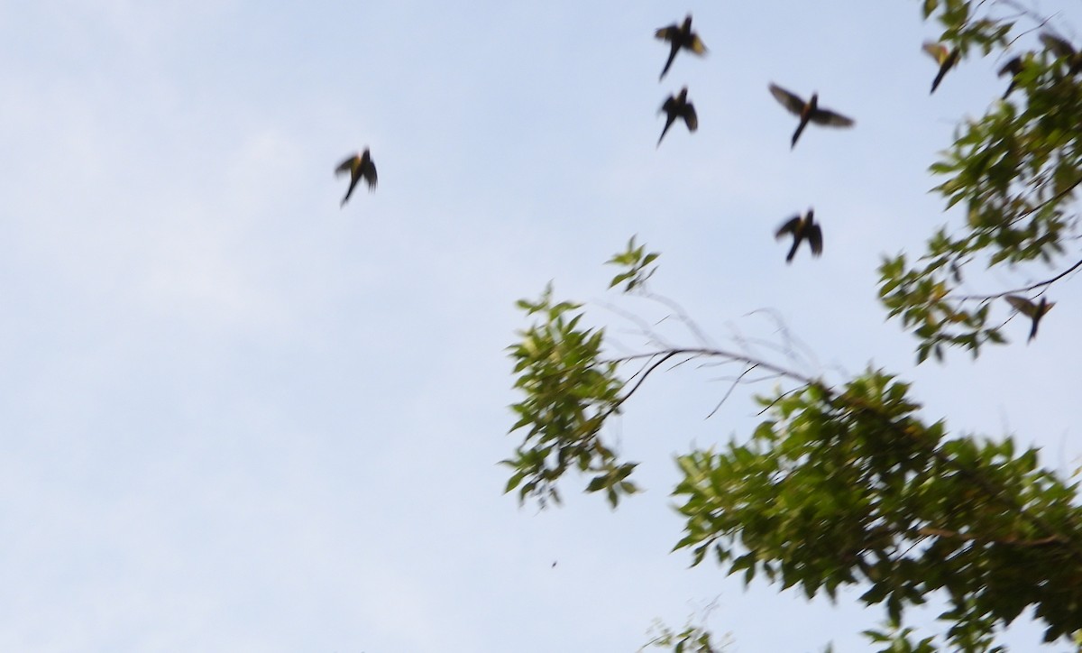 Sittich, unbestimmt - ML645810238