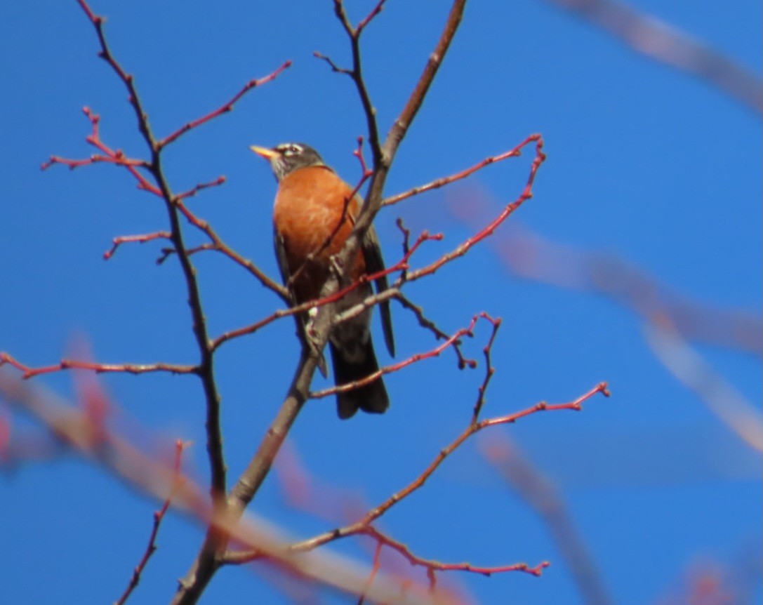 American Robin - ML645810272
