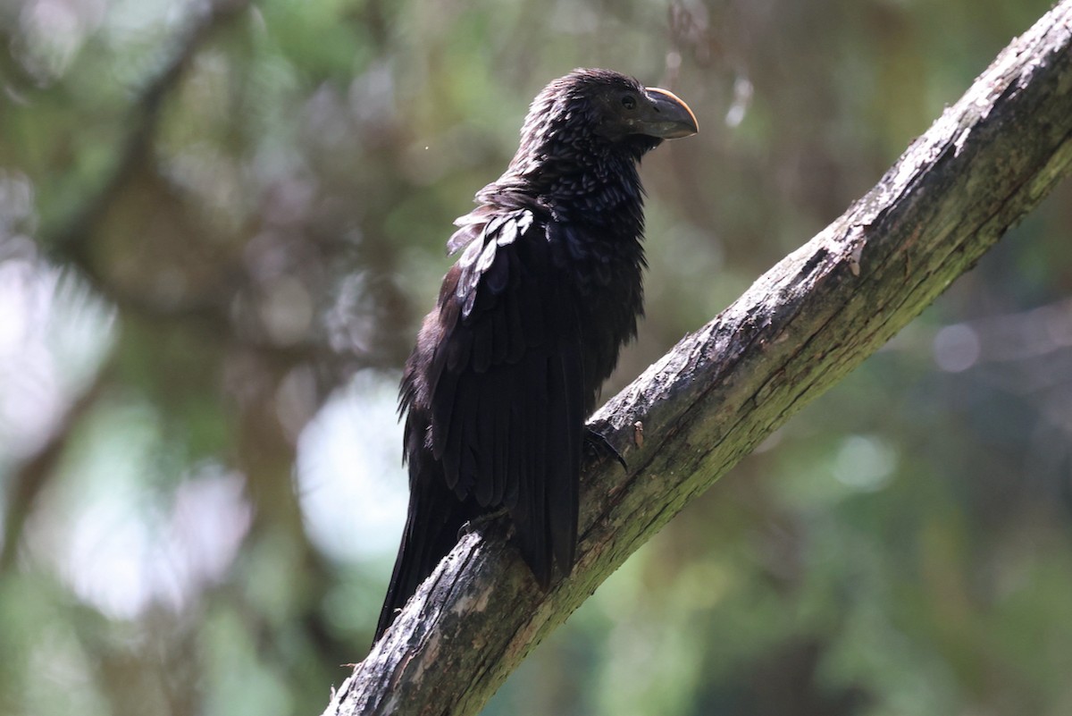 Ані товстодзьобий - ML645810277
