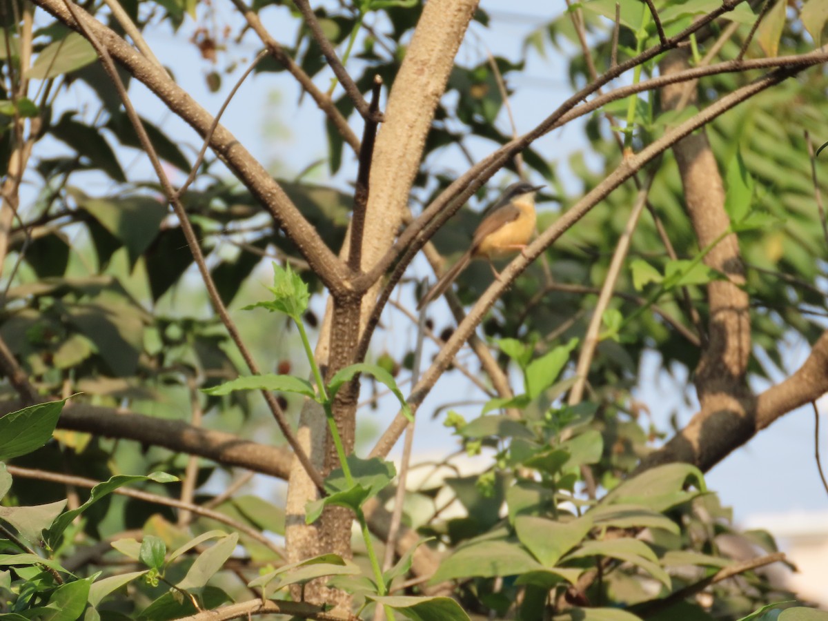Ashy Prinia - ML645810282