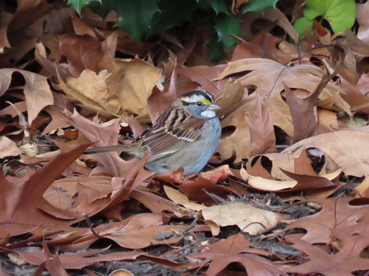 White-throated Sparrow - ML645810290