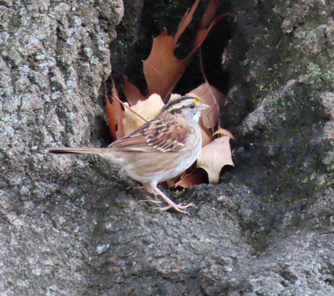 White-throated Sparrow - ML645810291