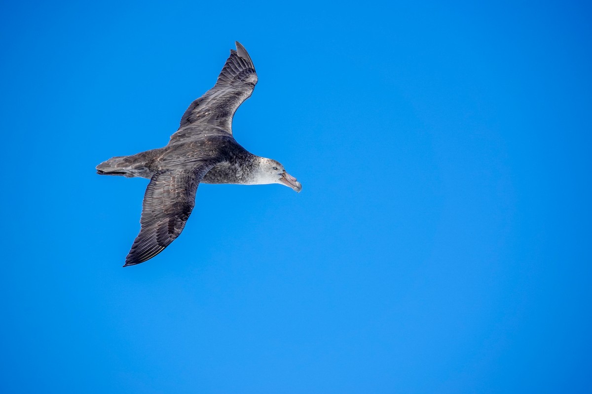 Southern Giant-Petrel - ML645810292
