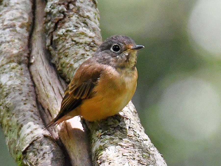 Ferruginous Flycatcher - ML645810304